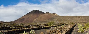 Feigenbäume und Opuntien prägen die Kulturlandschaft um den Vulkan Monte Corona