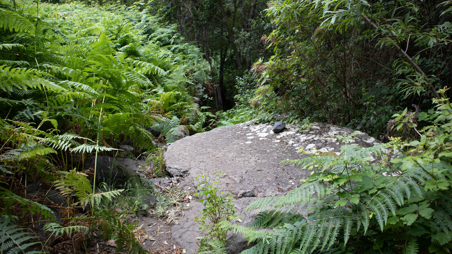 Wanderung durch die grüne Schlucht Barranco del Rejo