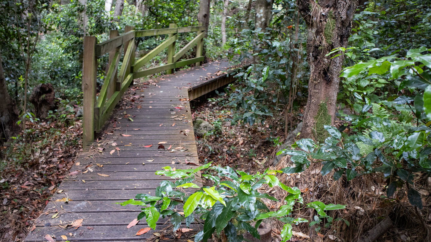 der Wanderweg Ruta 15 führt über Holzbohlen