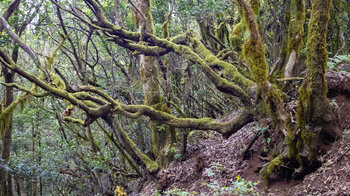 die Wanderung führt durch subtropischen Urwald in die Cedro-Schlucht