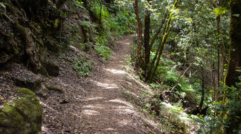 idyllischer Wanderweg durch die Schlucht Barranco del Cedro