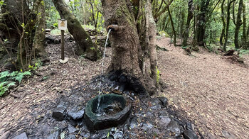 der lebende Baum am Rastplatz bei der Ermita de Lourdes