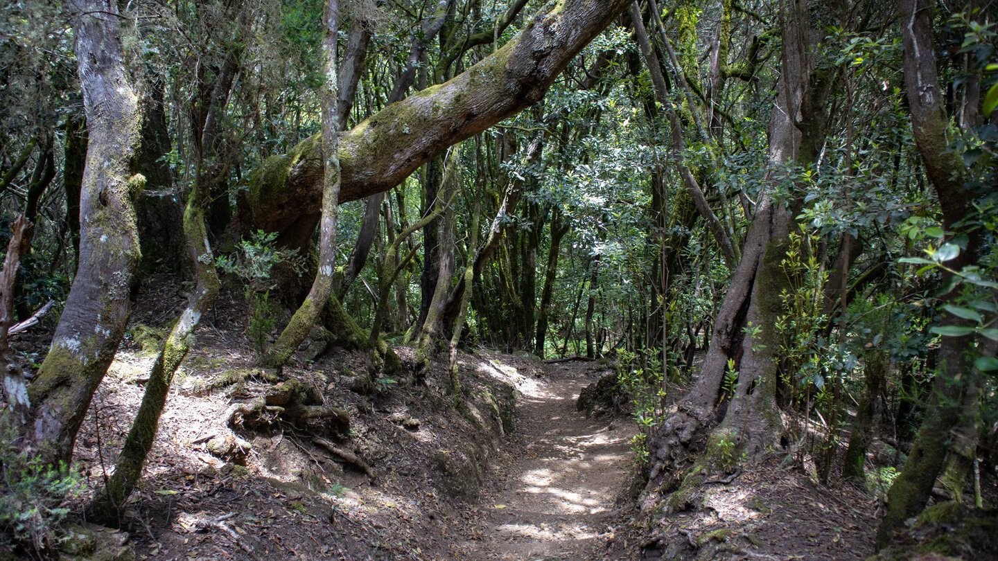 Wanderweg durch den dichten Lorbeerwald im Garajonay Nationalpark