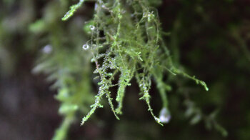 Wasserperlen glitzern im Moos