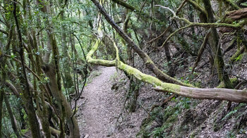 schmaler Wanderweg zur Aula Naturaleza