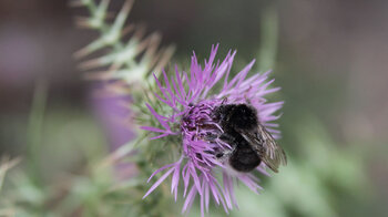 Hummel an einer Distelblühte