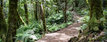 Wanderung auf der Ruta 18 durchs Barranco el Cedro