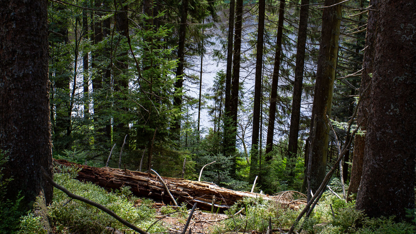 Wildseewegele: der Wildsee ist bereits durch den Wald zu erkennen
