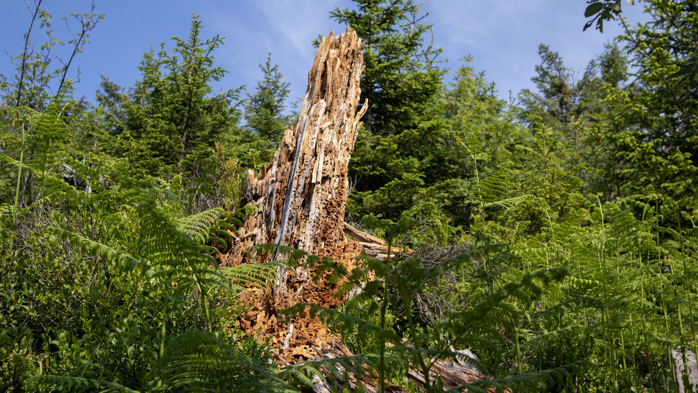 Bannwald im Nationalpark Schwarzwald dient der Natur als Grundlage für neues Leben
