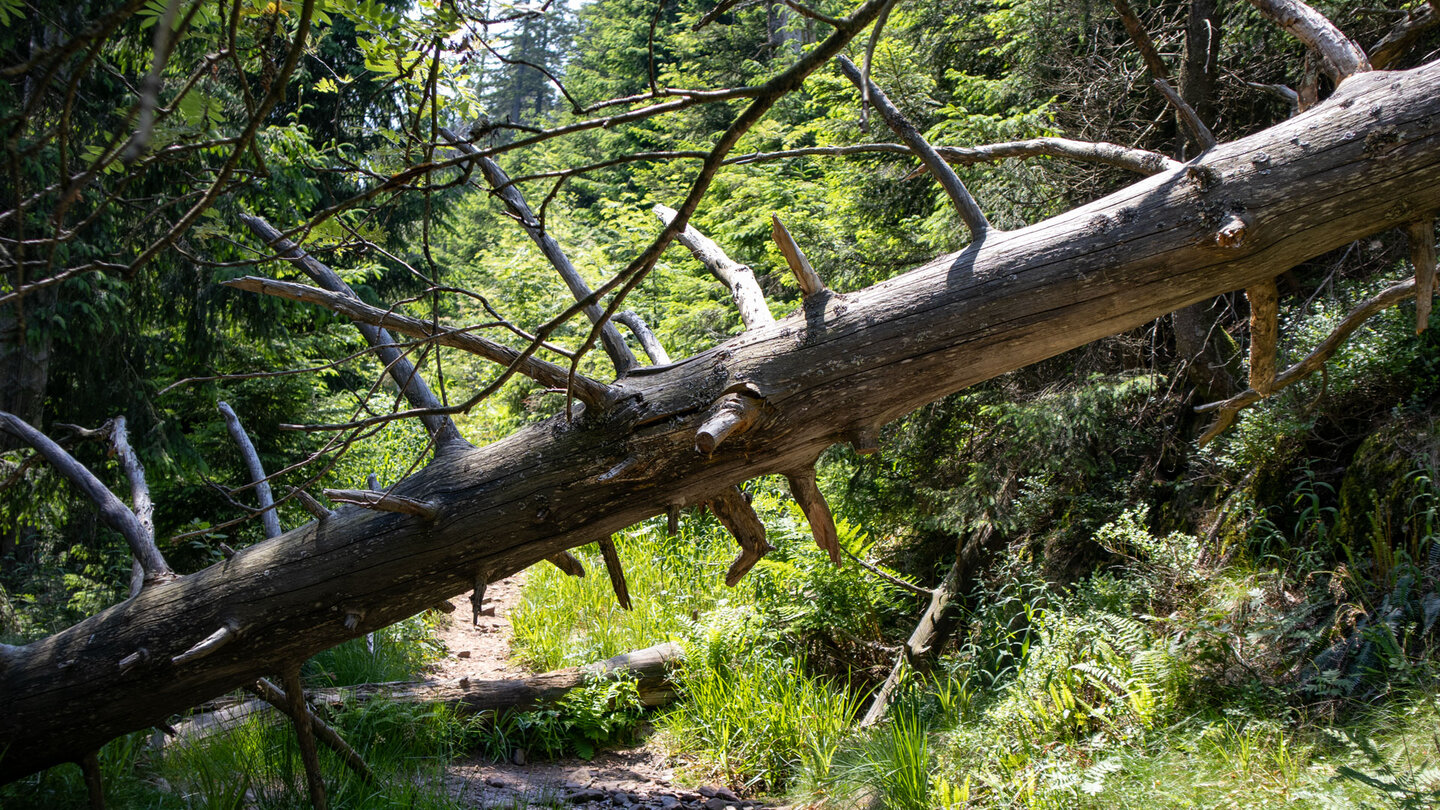im Bannwald kann auch mal ein umgestürzter Baum auf dem Wanderweg liegen