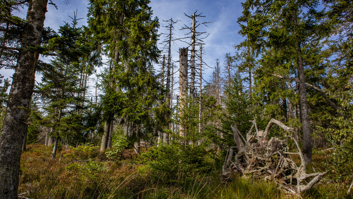 abgestorbene Bäume dienen als Grundlage für neues Leben im Bannwald im Nordschwarzwald