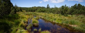 Hochmoor auf dem Seekopf im Nationalpark Schwarzwald