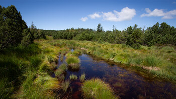 Hochmoor auf dem Seekopf im Nationalpark Schwarzwald