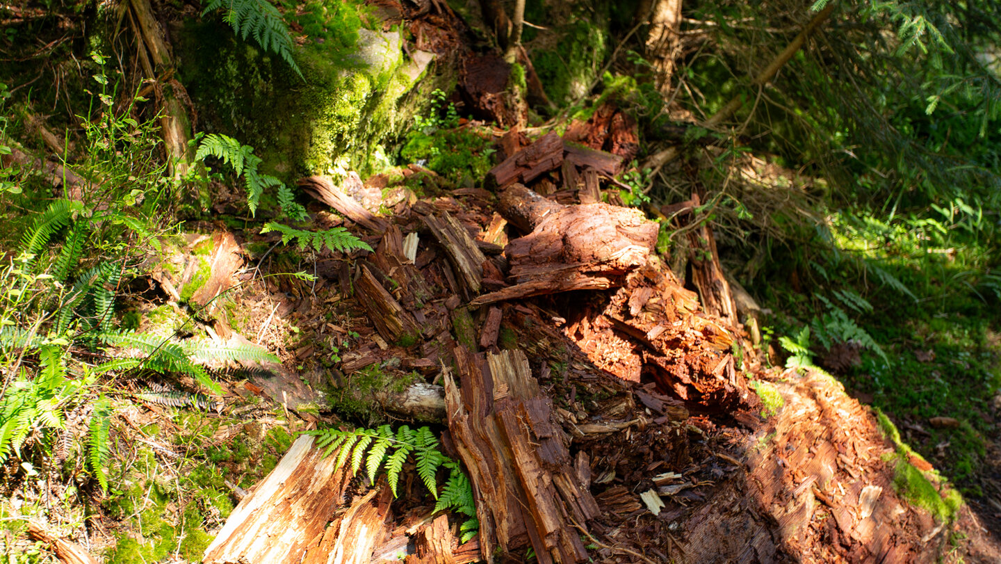 Morsches Holz im Bannwald des Nationalparks Schwarzwald