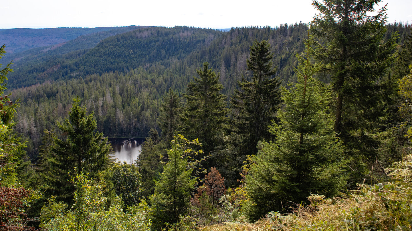 Wildseeblick über die Tannen des Nationalpark Schwarzwald