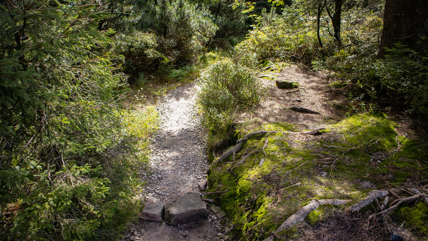Wildseewegele beim Ruhestein