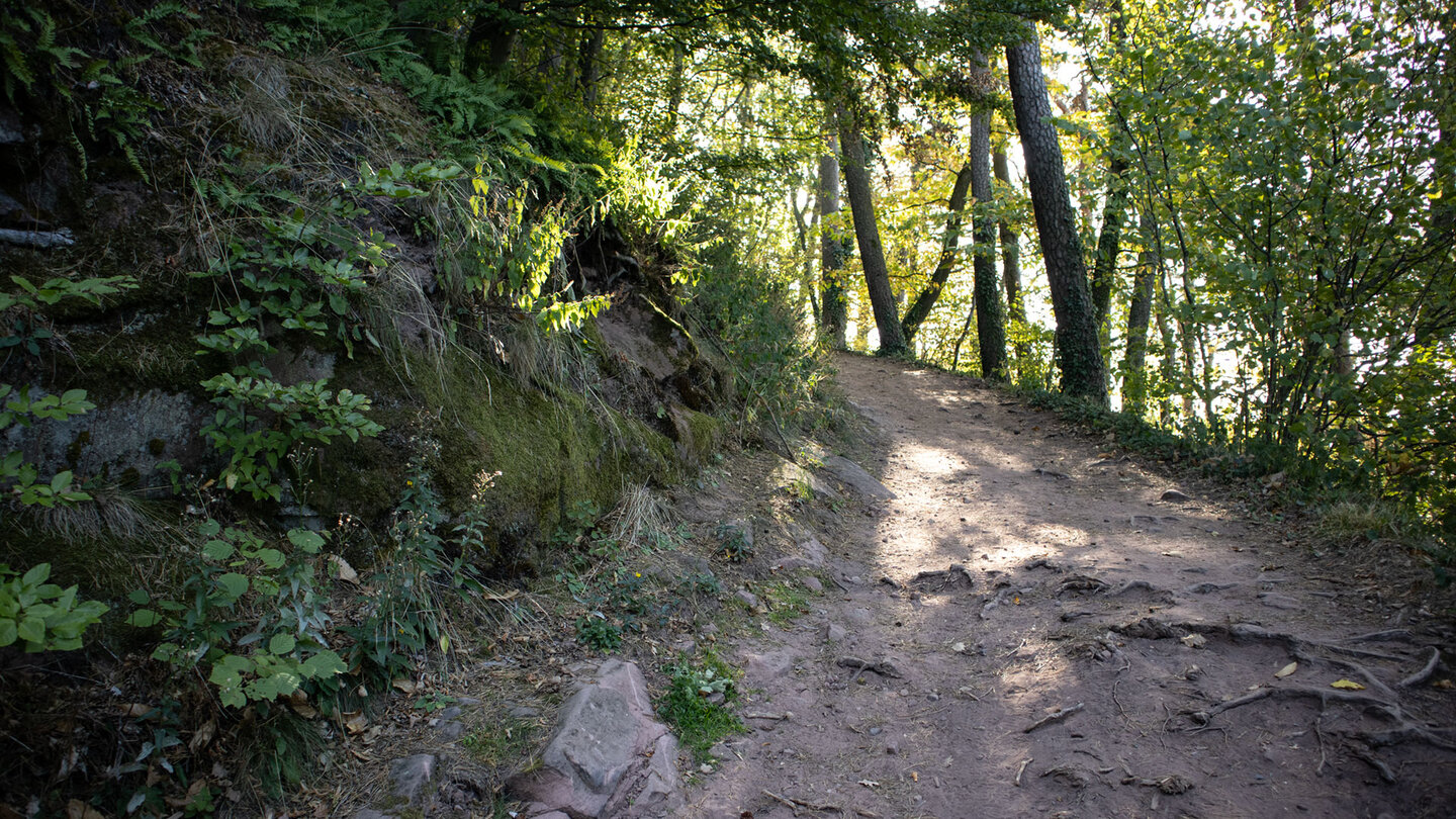 Der Wanderweg auf den Schlossberg verläuft durch Wald mit stetigem Anstieg zur Ruine Lindelbrunn.