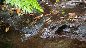 klares Wasser am Bachlauf