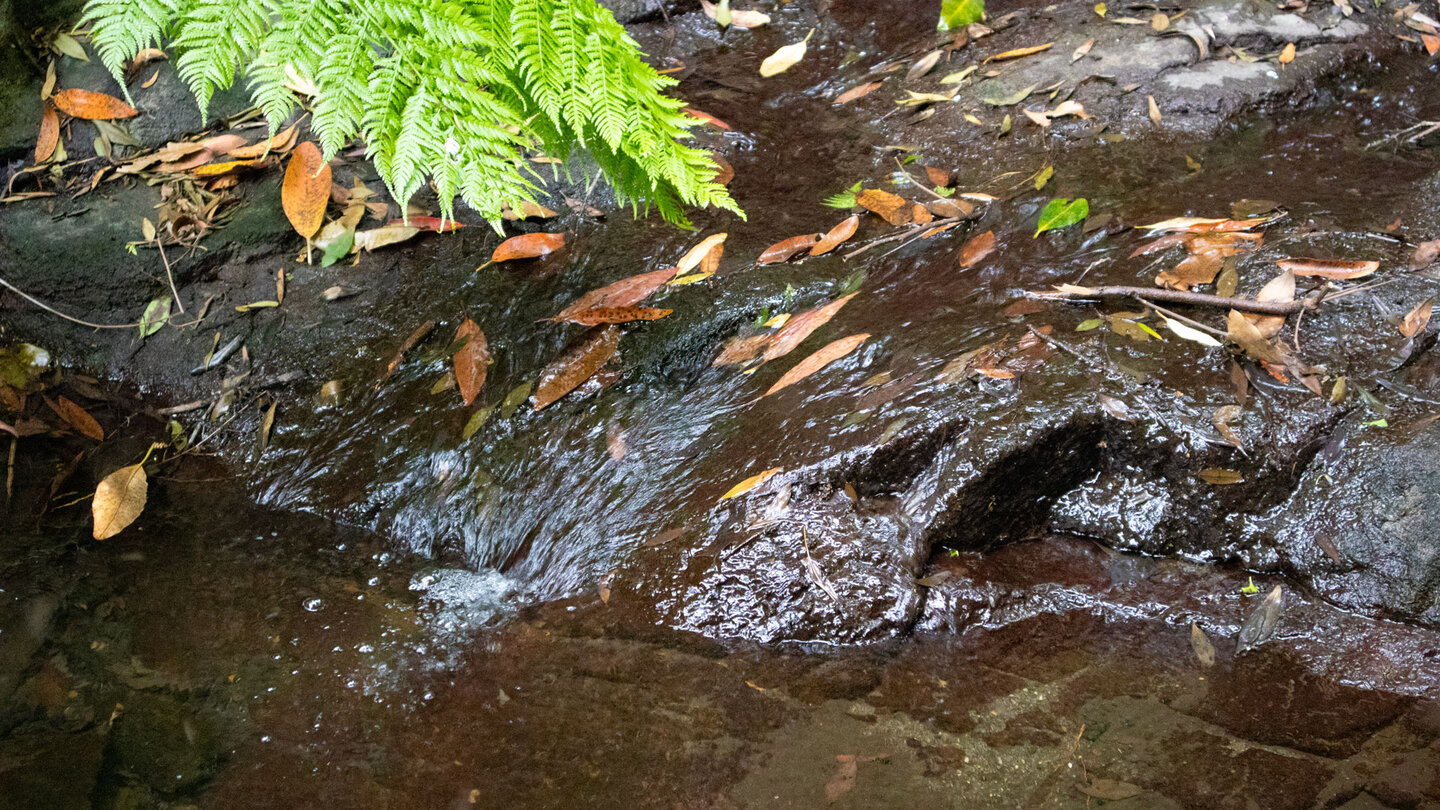 klares Wasser am Bachlauf