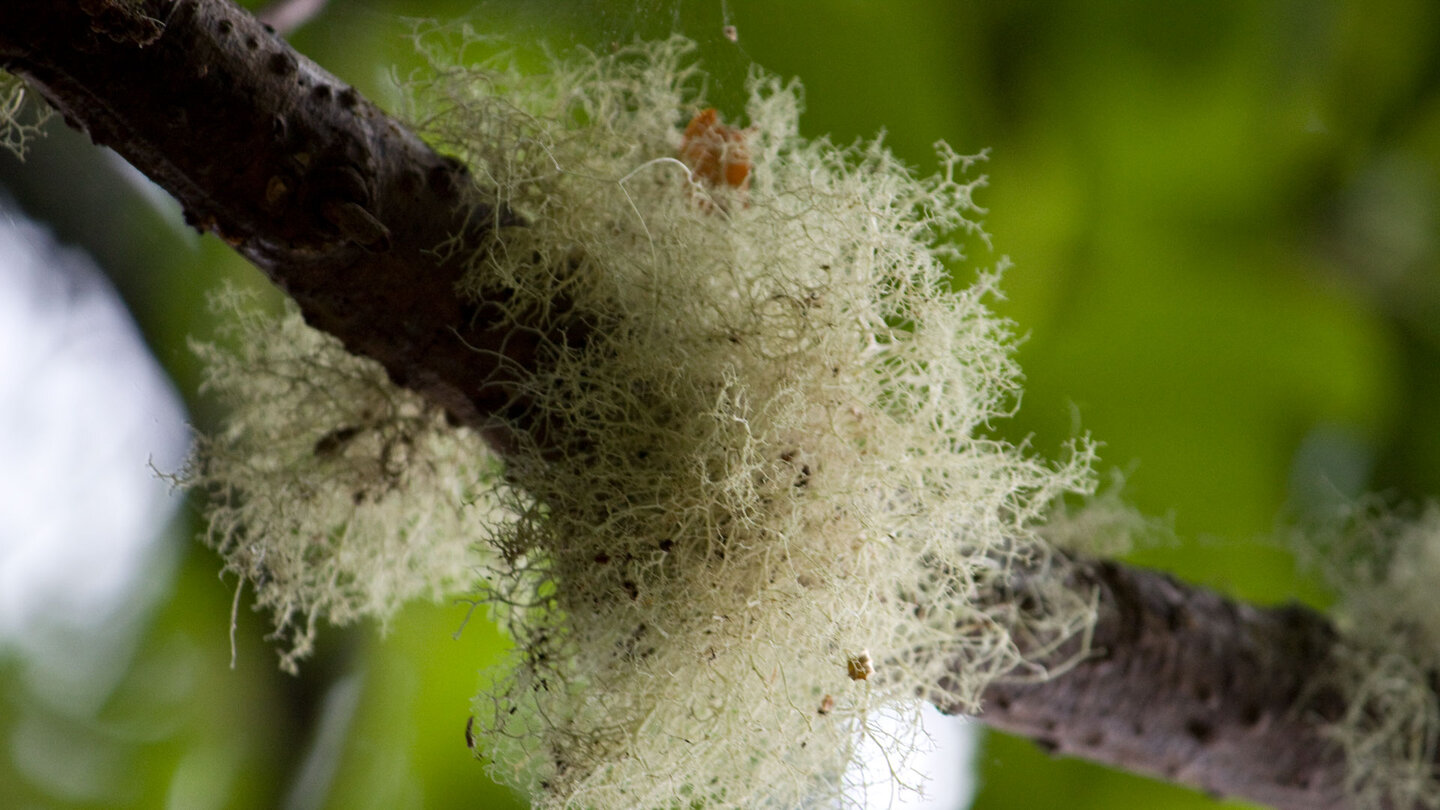 feinadrige Flechte an einem Ast im Lorbeerwald