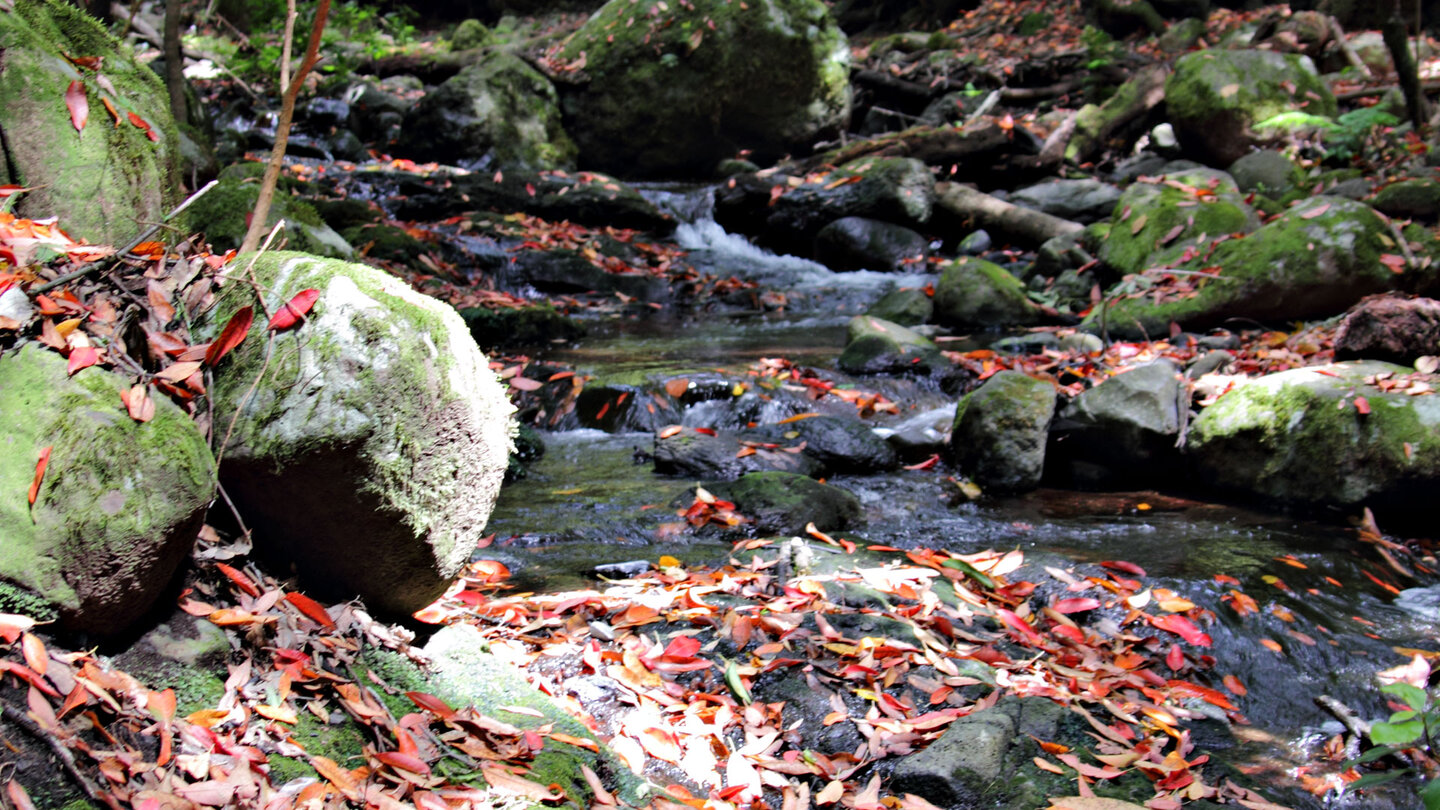 malerischer Bachlauf im Barranco del Cedro