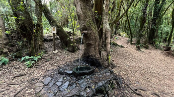 der lebende Baum ist ein Brunnen am Rastplatz bei der Ermita de Lourdes