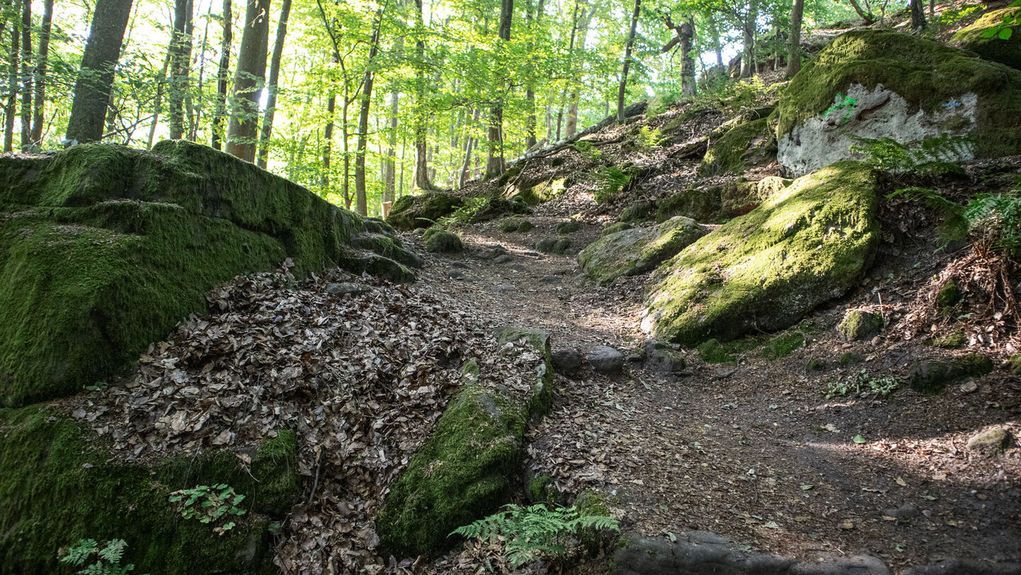 Durch lichten Wald schlängelt sich der Pfad hinauf zum Drachenfels, vorbei an bemoosten Felsen