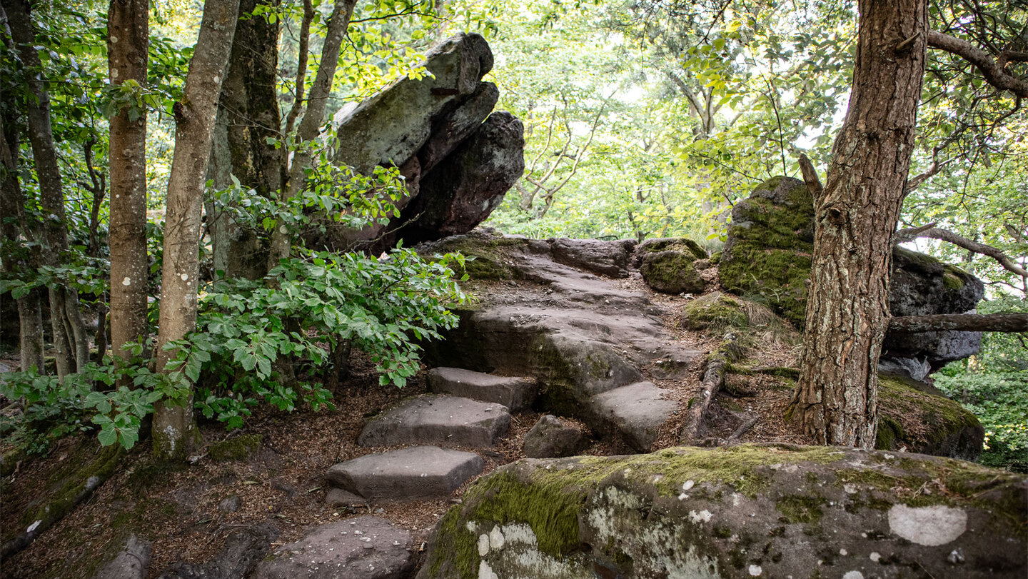 Ein Treppenpfad führt hinauf auf den Kammweg am Drachenfels.