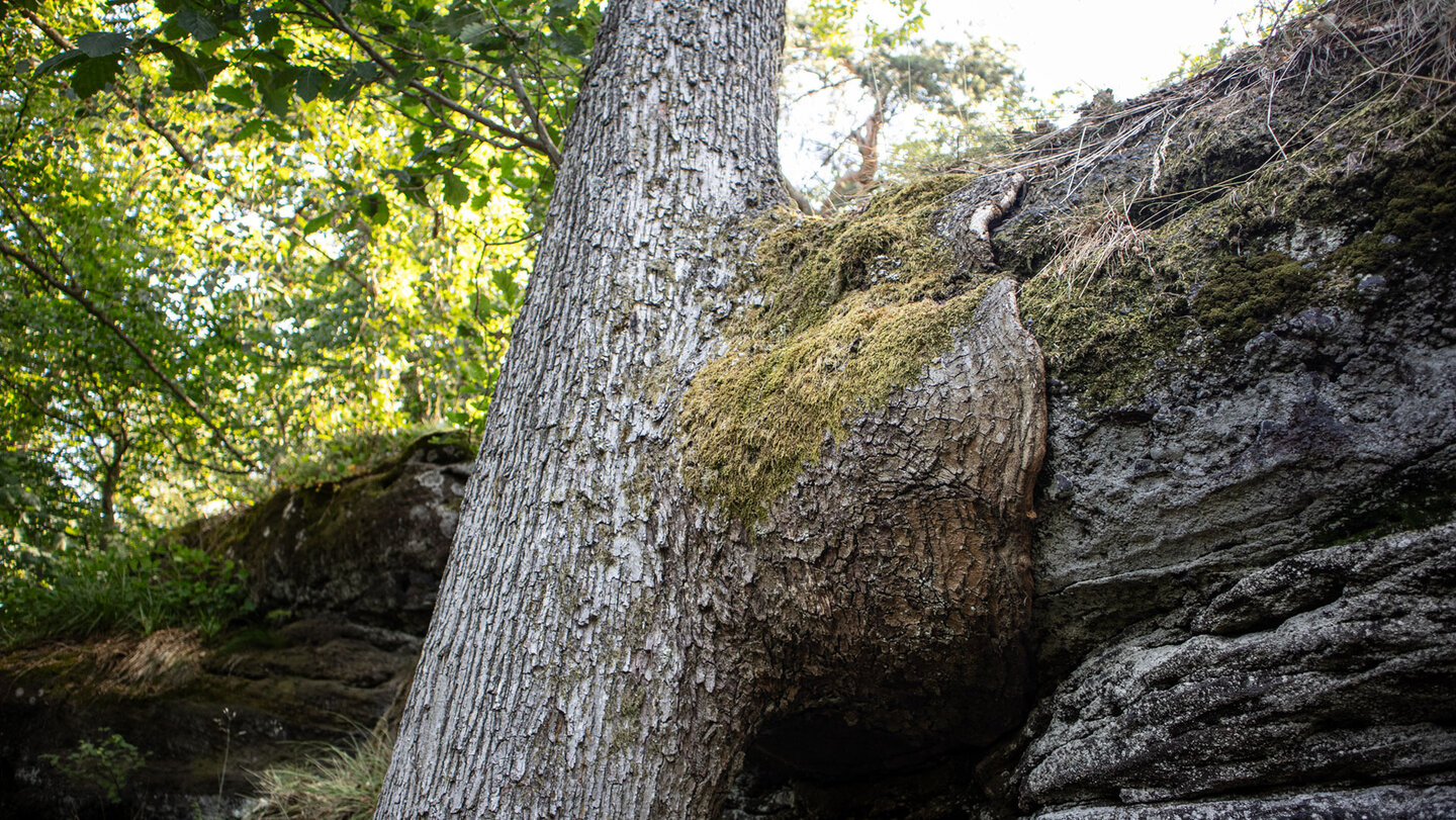 Ein Baum umschlingt den Fels.
