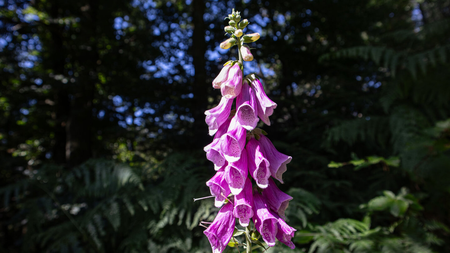 Am Wegesrand leuchtet eine Fingerhutblüte in kräftigem Rosa.