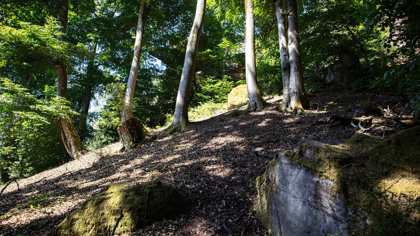 Urwüchsiger Wald, Sandsteinblöcke – Auf der Spur des Drachen.