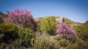 blühende Bäume im Barranco de la Cueva Funes