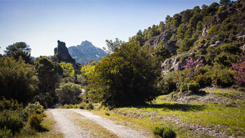 Felsspitze am Wanderweg im Barranco de la Cueva Funes