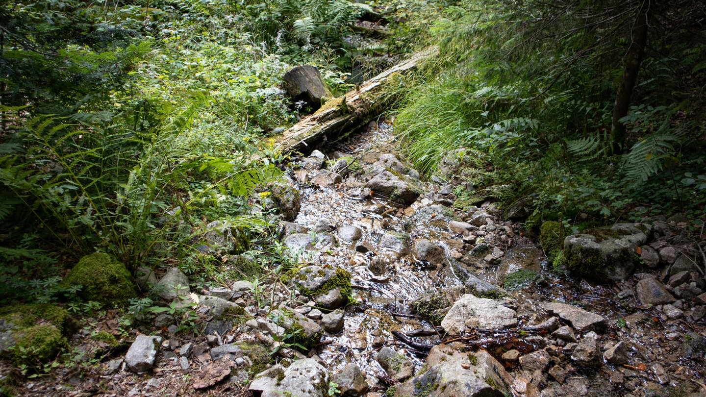 zwischen Bäumen und Farn fließt das Wasser von der Wehraquelle bergab