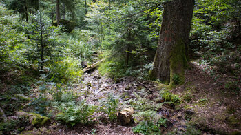 idyllischer Wald an der Wehraquelle