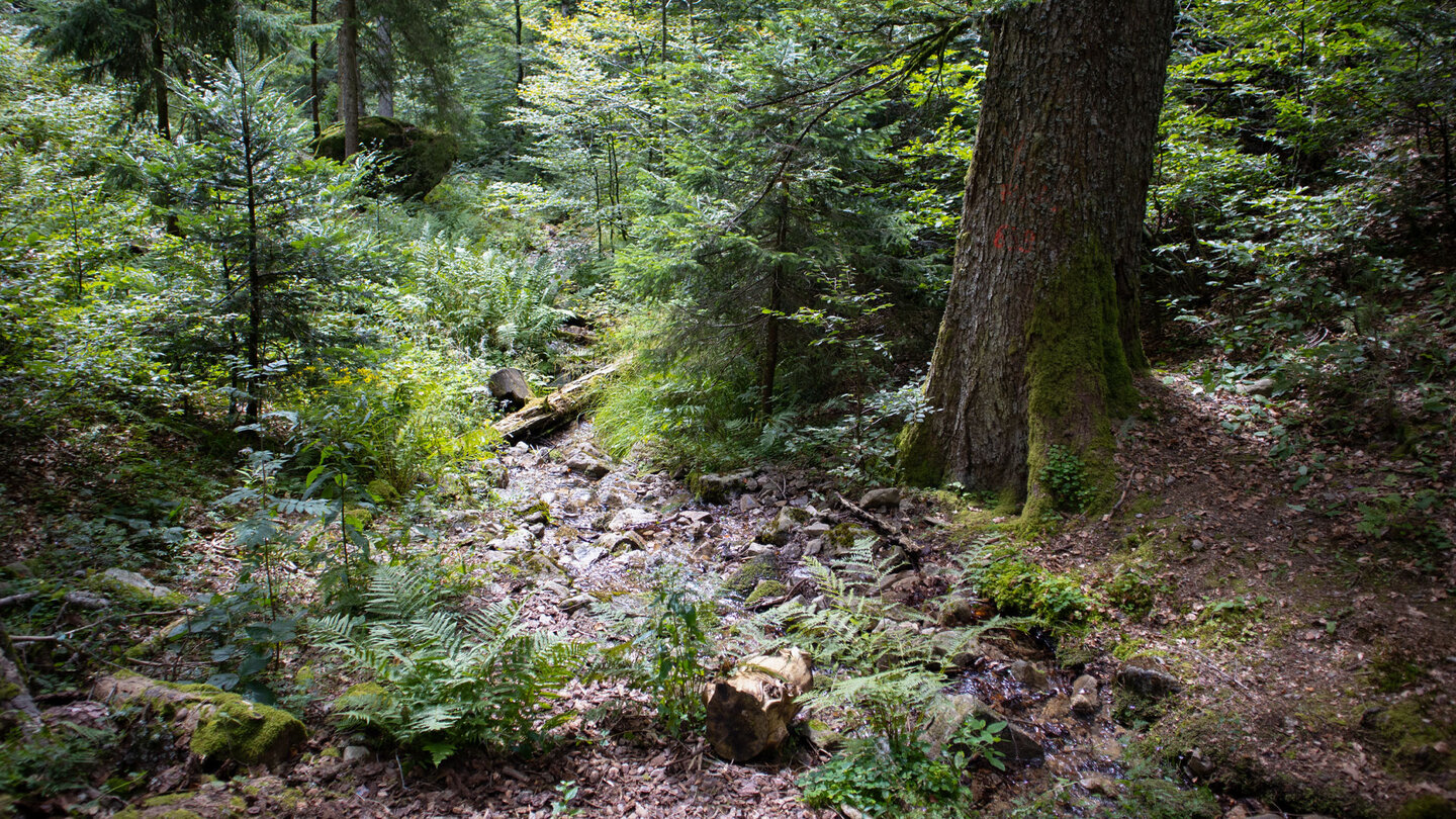 idyllischer Wald an der Wehraquelle