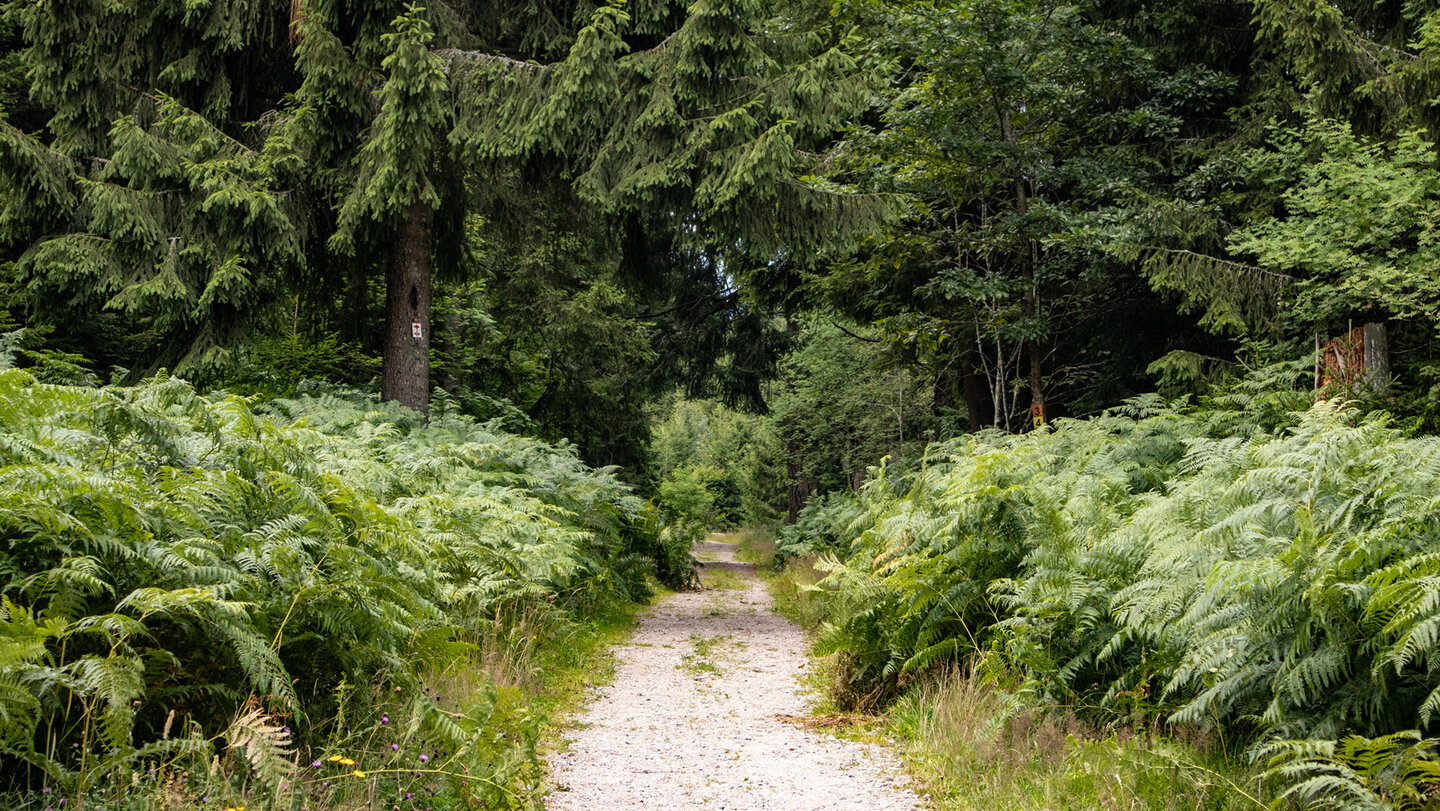 Wanderung zum Hohlohmoor