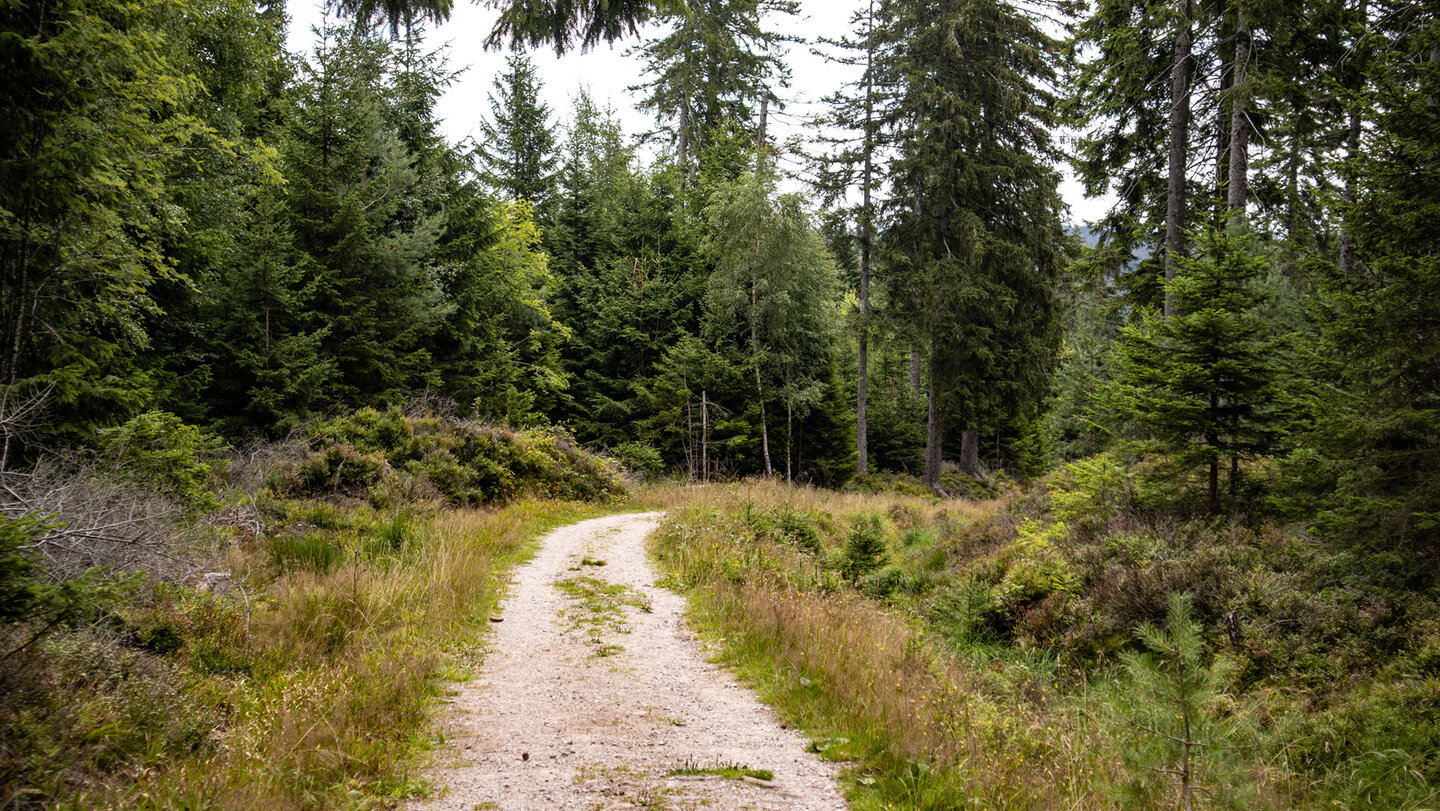 Wanderroute Richtung Kaltenbronn
