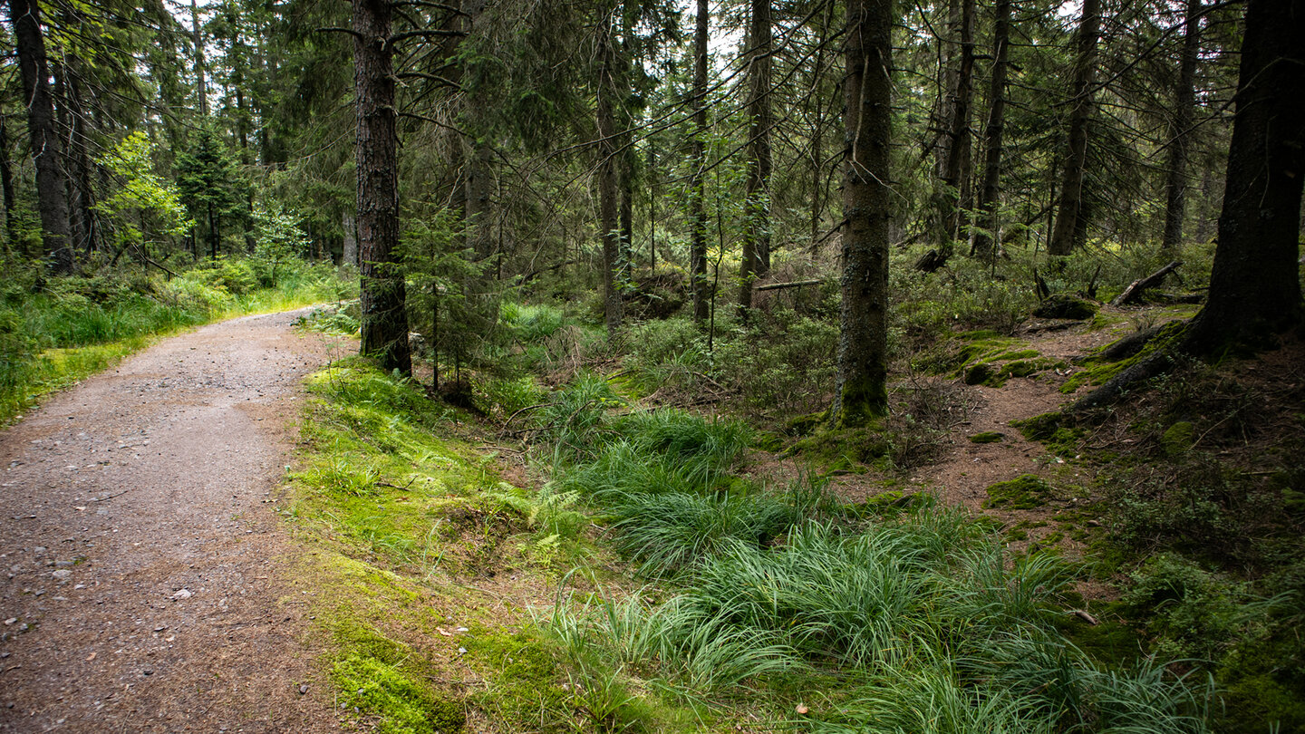 Natur- und Waldschutzgebietes Kaltenbronn