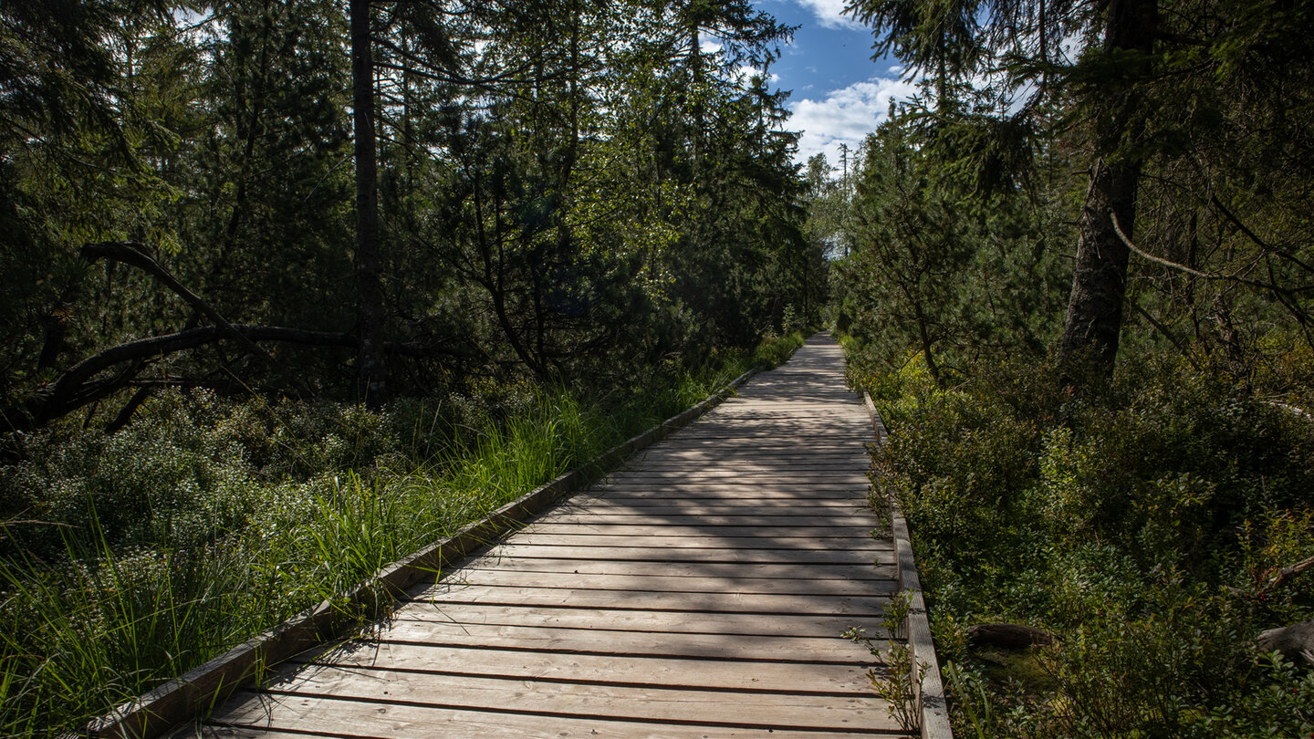 Bohlenweg durchs Hohlohmoor