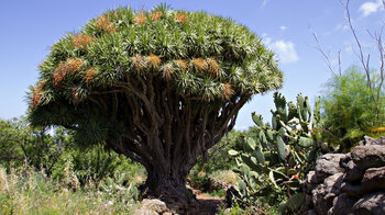 prachtvoller Drachenbaum mit Fruchtständen | © ©SUNHIKES