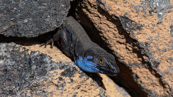 blaukehlige Eidechse zwischen Felsen | © ©SUNHIKES