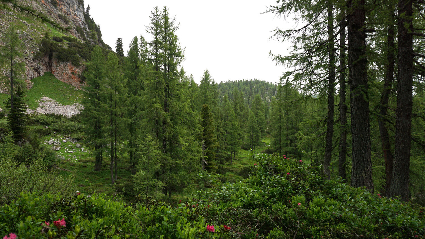 märchenhafte Lärchenwälder neben dem Weg märchenhafte Lärchenwälder am Wegverlauf