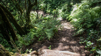 der Wanderweg führt abwärts entlang eines mit Farnen bewachsenen Berghangs