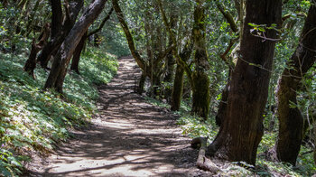 der Wanderweg 5 Las Creses im lichten Lorbeerwald