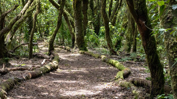 Baumstämme begrenzen den Wanderweg Ruta 12 im Garajonay Nationalpark