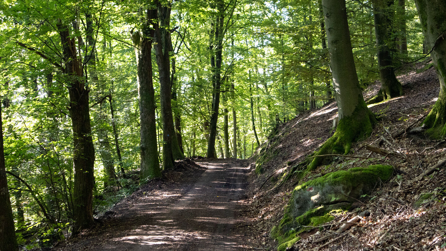 die Route führt durch Buchenwald oberhalb Nothweiler
