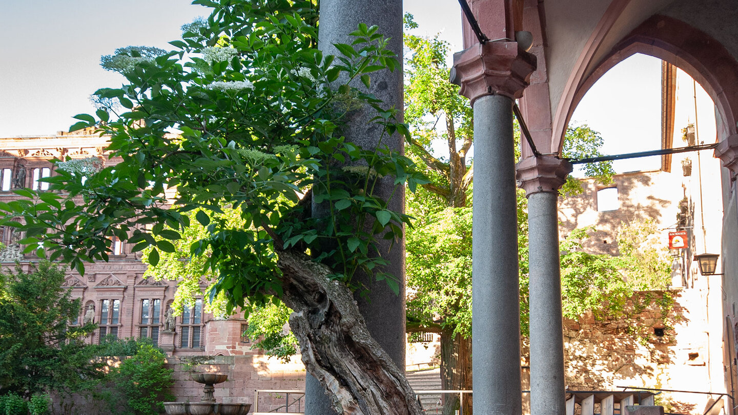 im Innenhof des Heidelberger Schlosses Innenhof des Heidelberger Schlosses