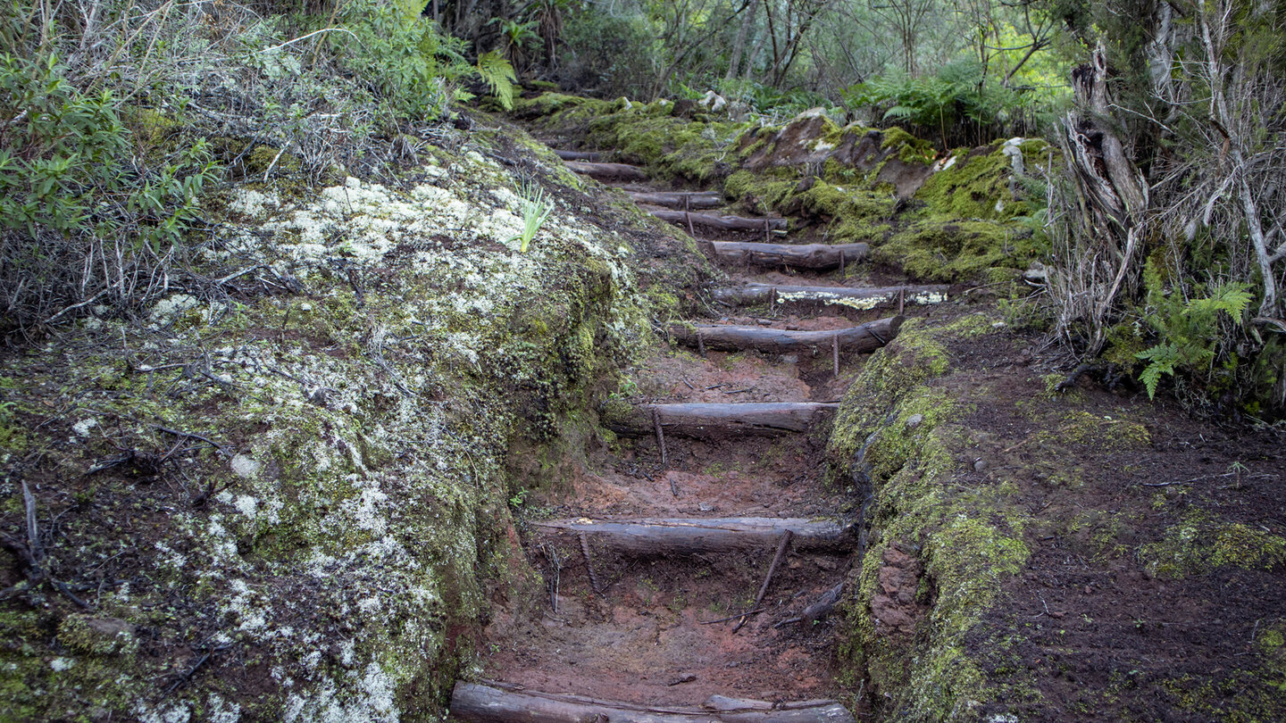 die Wanderung im Lorbeerwald des Teno-Gebirges