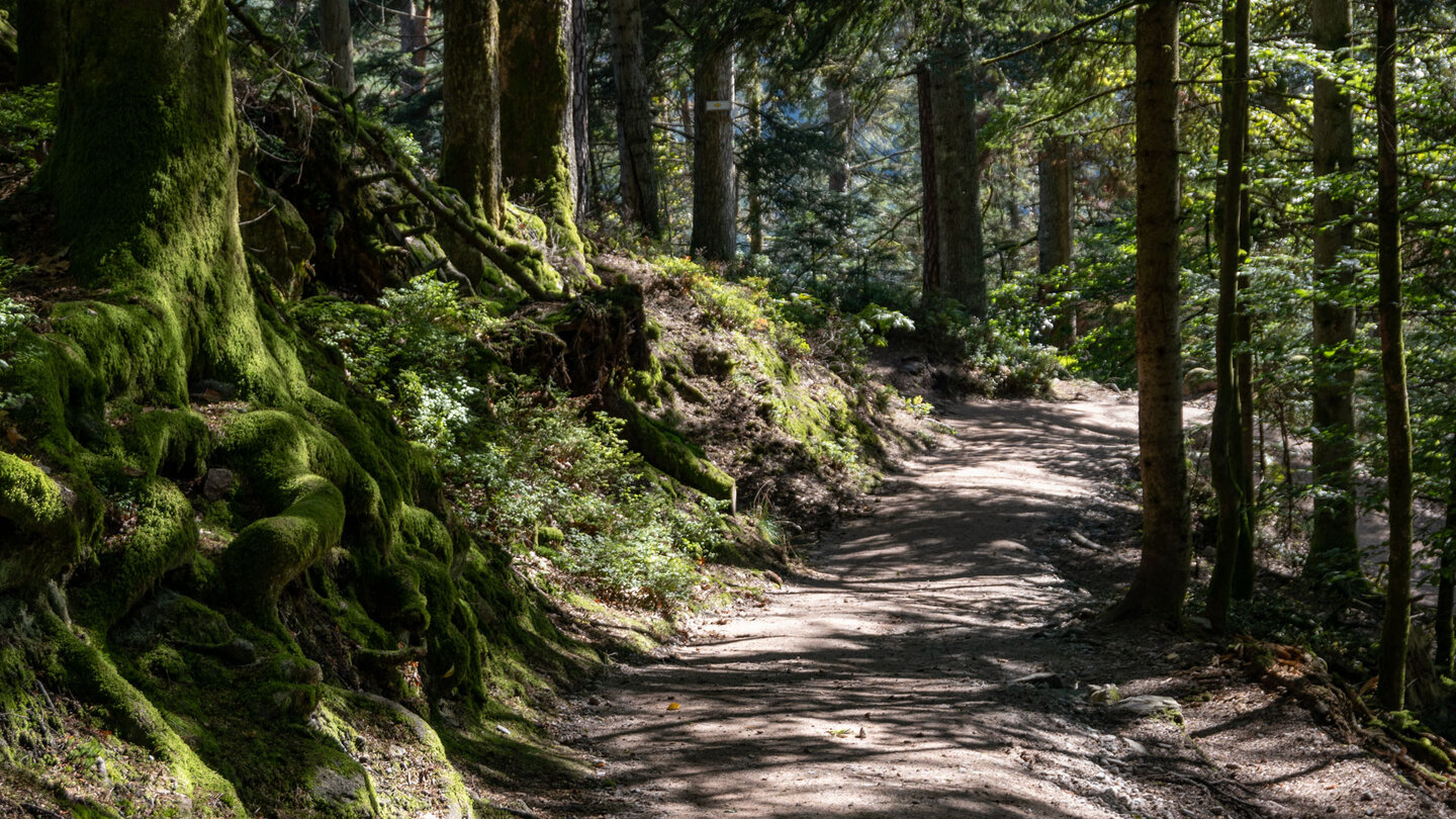 idyllischer Wanderweg durch den moosbewachsenen Wald idyllischer Wanderweg durch den moosbewachsenen Wald